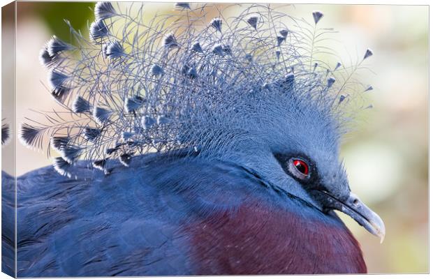 Victoria crowned pigeon (Goura victoria) Canvas Print by chris smith