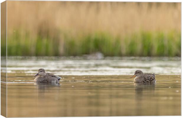 Gadwall (Anas strepera) Canvas Print by chris smith