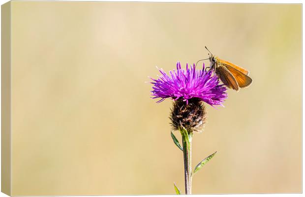 Small Skipper (Thymelicus sylvestris) Canvas Print by chris smith