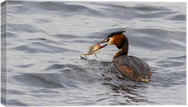 Great crested grebe Canvas Print by chris smith