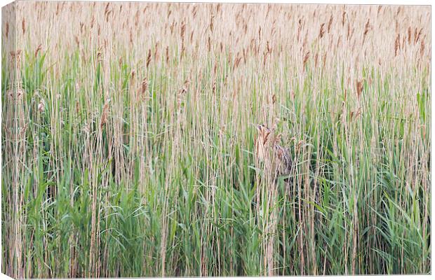 Bittern (Botaurus stellaris) Canvas Print by chris smith