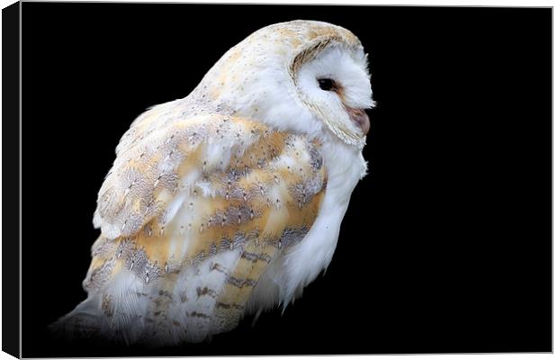 Barn owl (Tyto alba) Canvas Print by chris smith