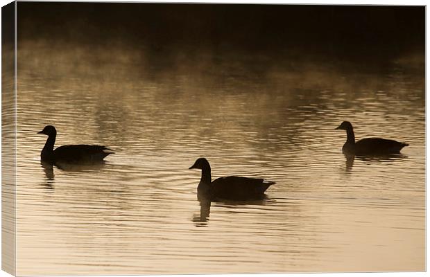 Goose Silhouette Canvas Print by chris smith