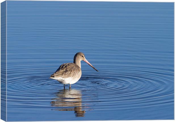 Godwit Canvas Print by chris smith