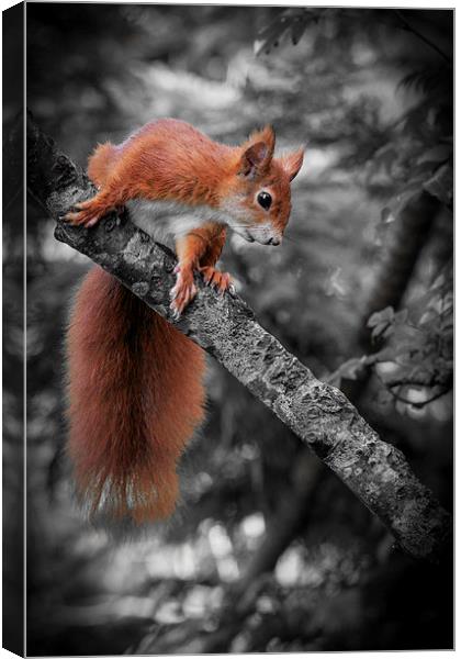 Red squirrel (Sciurus vulgaris) Canvas Print by chris smith