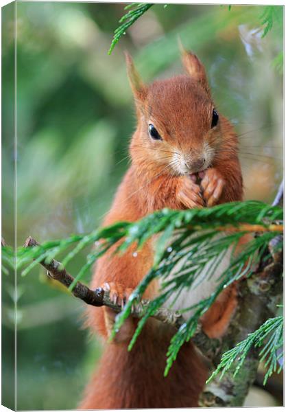 Red squirrel (Sciurus vulgaris)  Canvas Print by chris smith