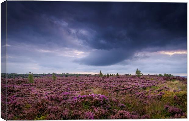 Heather Storm Canvas Print by chris smith