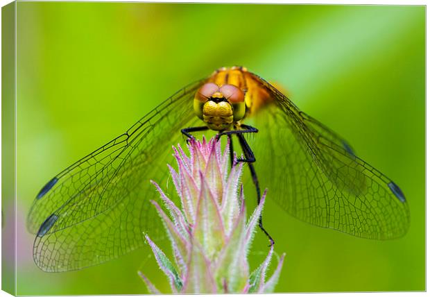 Dragonfly. Canvas Print by chris smith