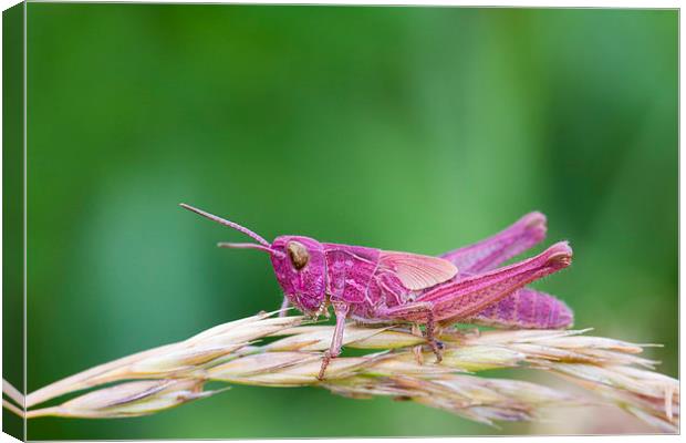 Pink Grasshopper.  Canvas Print by chris smith