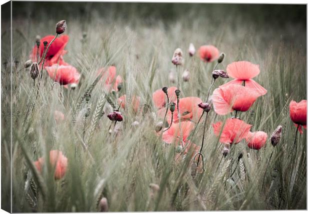 Poppies  Canvas Print by chris smith