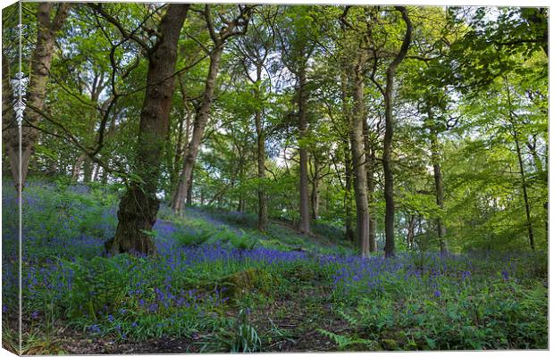 Bluebell forest           Canvas Print by chris smith