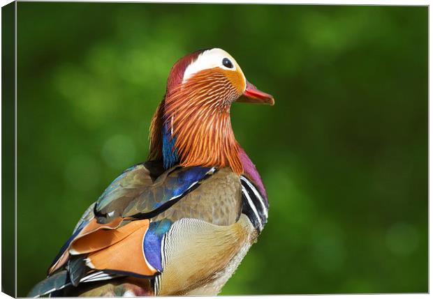 Mandarin duck  Canvas Print by chris smith