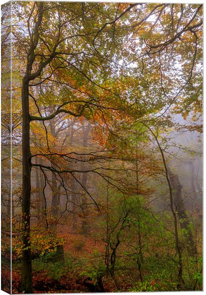 Autumn forest Leaves             Canvas Print by chris smith