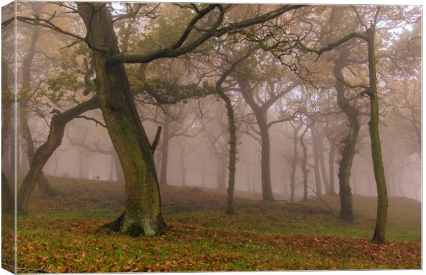 Autumn mist                  Canvas Print by chris smith