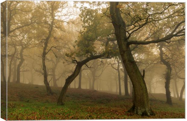 Autumn Mist  Canvas Print by chris smith