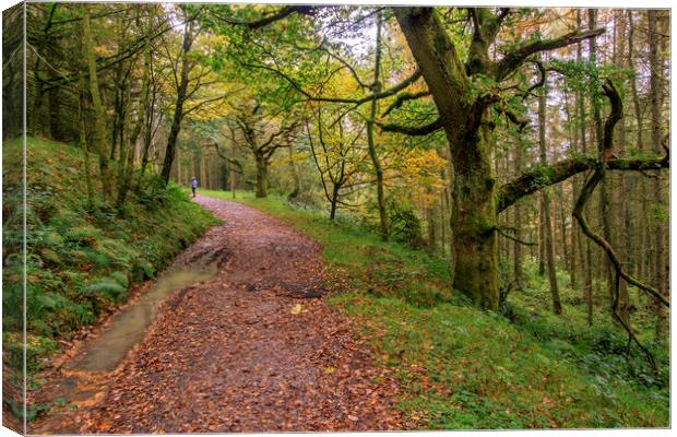 Autumn forest path  Canvas Print by chris smith