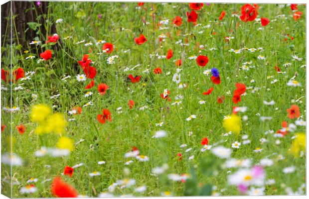 Wildflower meadow  Canvas Print by chris smith