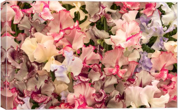 Harlequin Sweet Pea Flowers    Canvas Print by chris smith