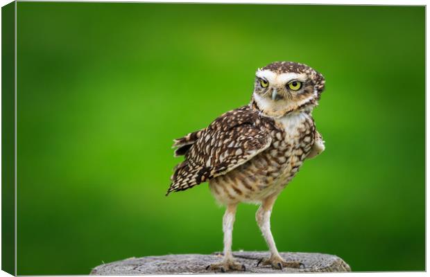 Burrowing owl (Athene cunicularia) Canvas Print by chris smith