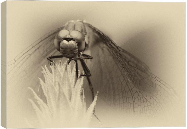 Dragonfly    Canvas Print by chris smith