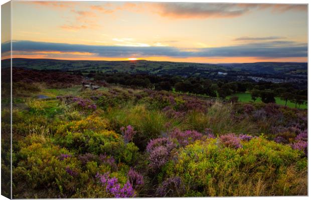 Heather in sunset  Canvas Print by chris smith