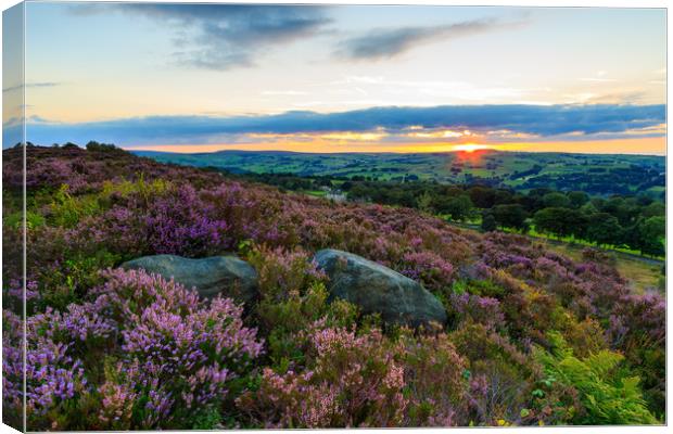 Heather in bloom at sunset  Canvas Print by chris smith