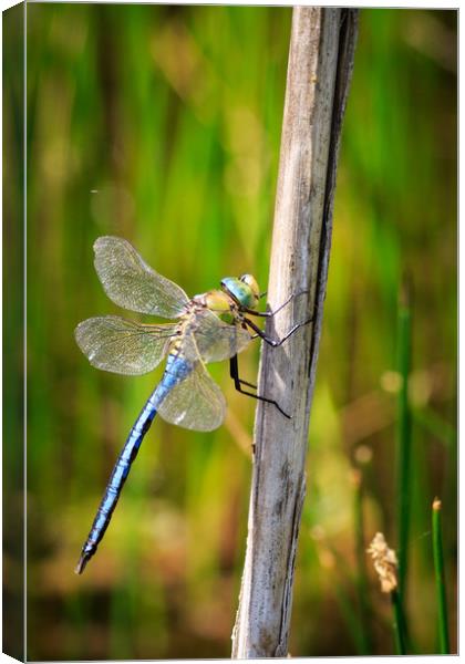 Dragonfly  Canvas Print by chris smith