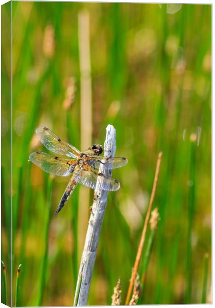 Dragonfly  Canvas Print by chris smith