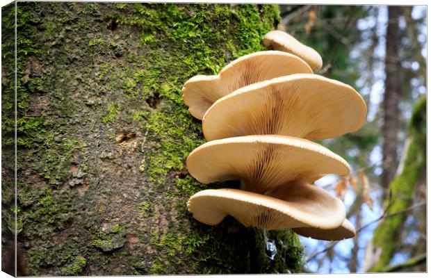 Large fungi on a tree   Canvas Print by chris smith