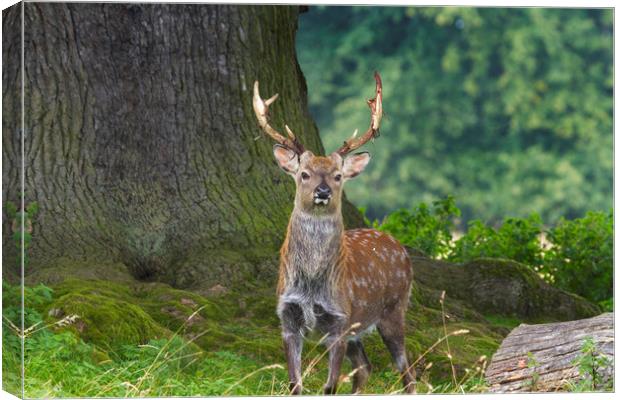 Sika Deer  (Cervus nippon)  Canvas Print by chris smith