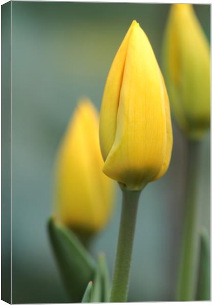 Tulip Canvas Print by chris smith