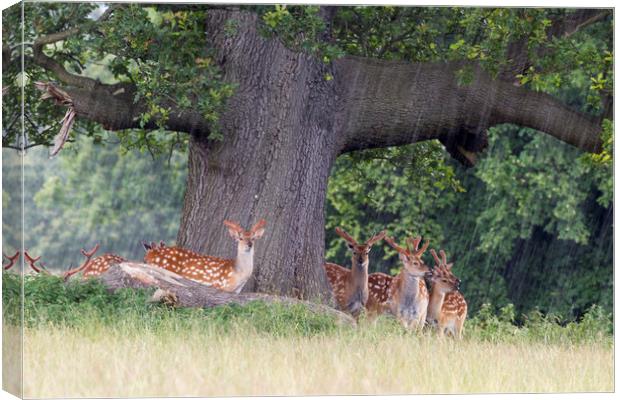 Fallow Deer   Canvas Print by chris smith