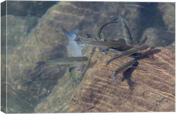 Golden Mullet  Canvas Print by chris smith