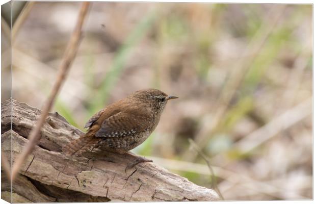 Wren  Canvas Print by chris smith