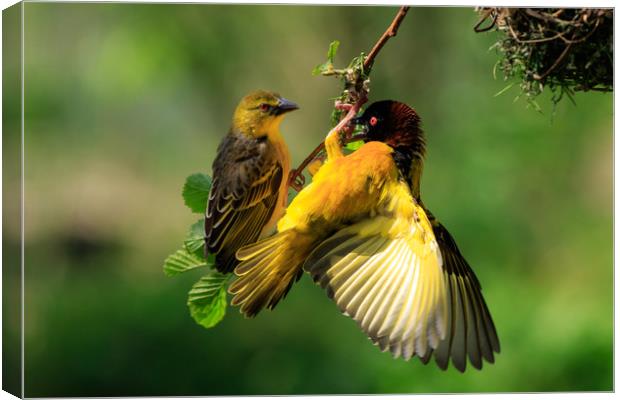 Village Weaver (Ploceus cucullatus)   Canvas Print by chris smith