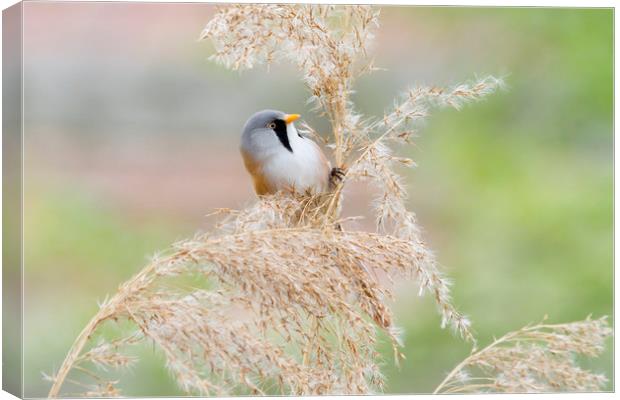 Bearded Tit ( Panurus biarmicus )    Canvas Print by chris smith