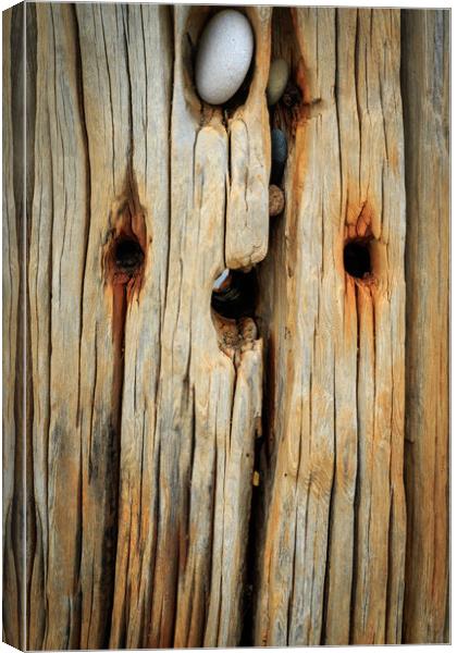 Wooden groynes  Canvas Print by chris smith