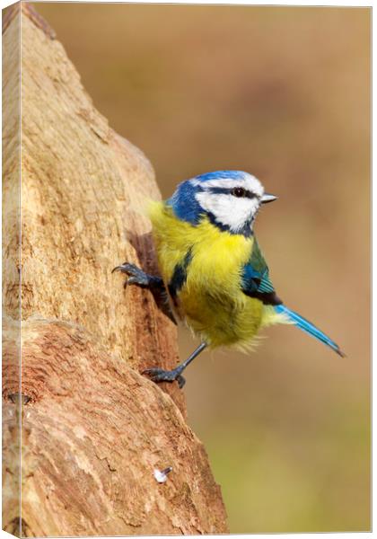 Blue Tit (Parus caeruleus)  Canvas Print by chris smith