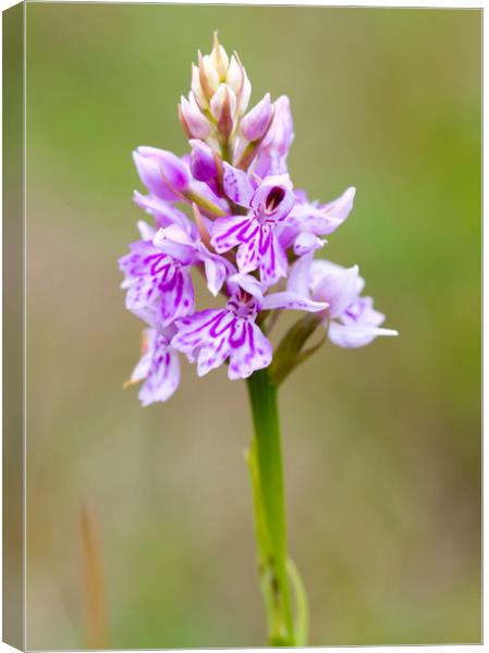 Common Spotted Orchid ( Dactylorhiza fuchsii )  Canvas Print by chris smith