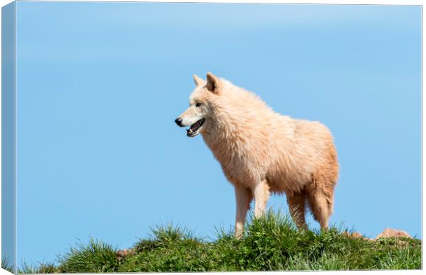 Arctic wolf  (Canis lupus arctos)  Canvas Print by chris smith