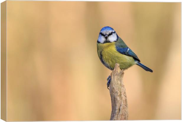 Blue Tit (Parus caeruleus)  Canvas Print by chris smith