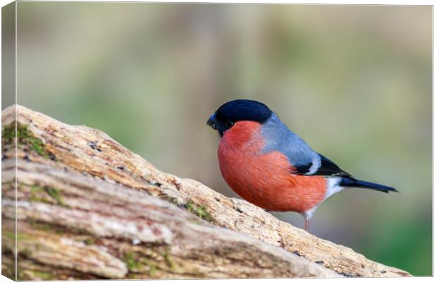 Bullfinch (Pyrrhula-pyrrhula)  Canvas Print by chris smith