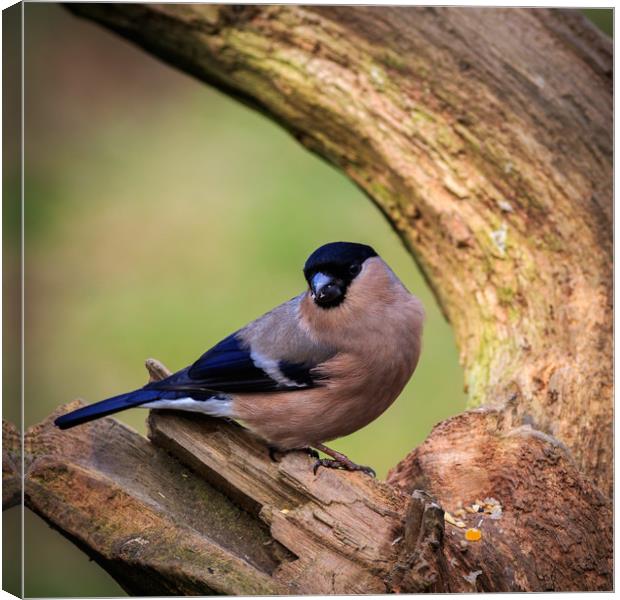 Bullfinch (Pyrrhula-pyrrhula)  Canvas Print by chris smith