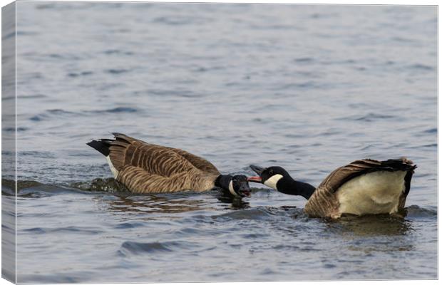 Canada Goose   Canvas Print by chris smith