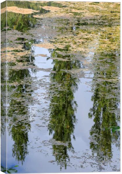 Reflection of trees                                Canvas Print by chris smith
