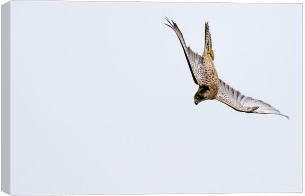 New zealand falcon (Falco novaeseelandiae)  Canvas Print by chris smith