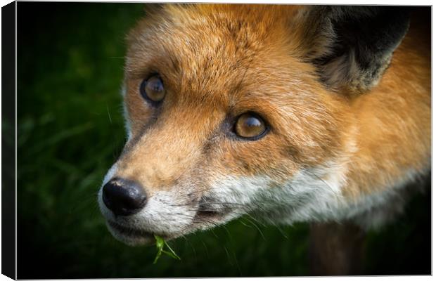 Red Fox (Vulpes vulpes)  Canvas Print by chris smith