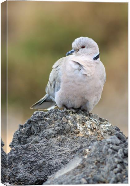 Collared Dove (Streptopelia decaocto)  Canvas Print by chris smith