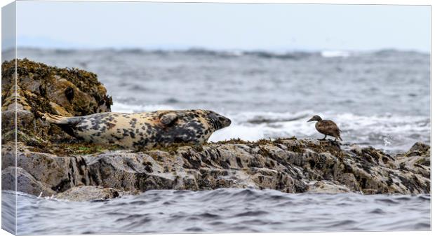 Grey seal  Canvas Print by chris smith