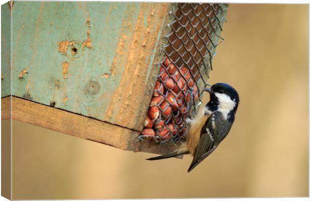 Coal Tit (Periparus ater)  Canvas Print by chris smith
